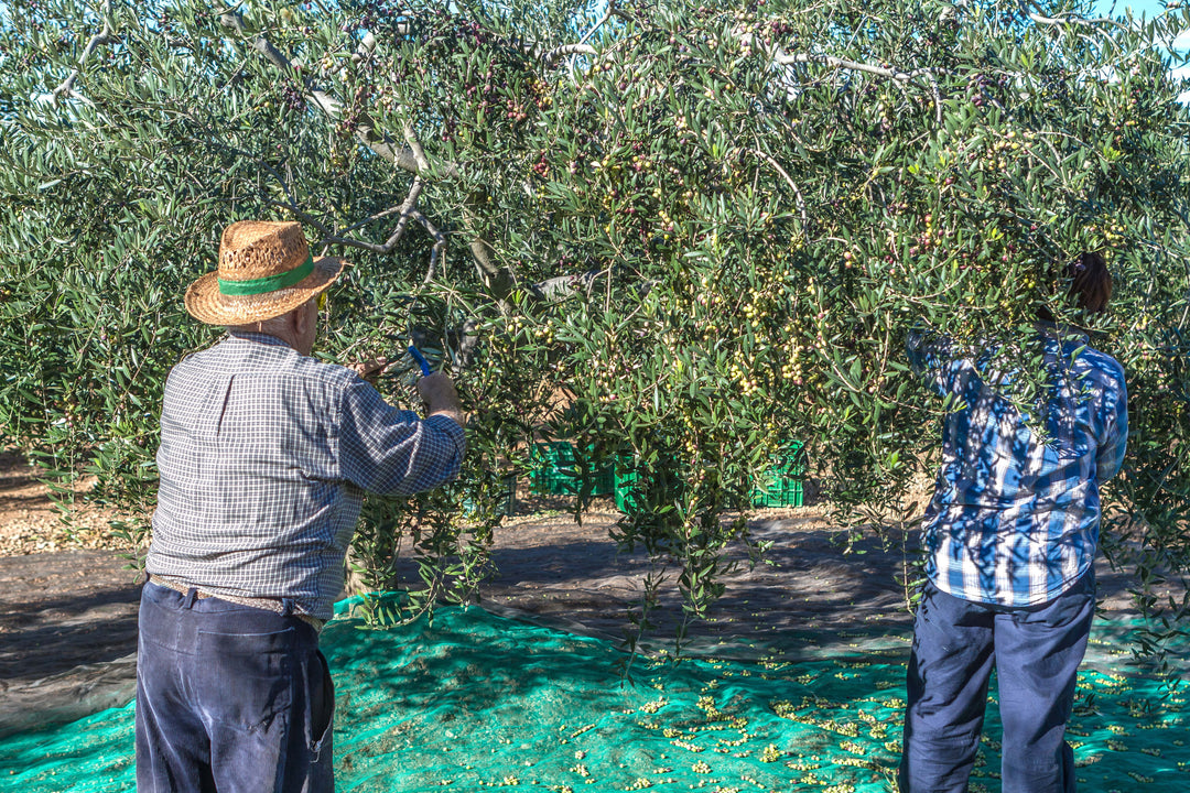 Zwei italienische Olivenbauern mit Hut im November bei der Ernte ihrer historischen Olivenhaine per Hand, Wertschätzung für Tradition und Handwerk