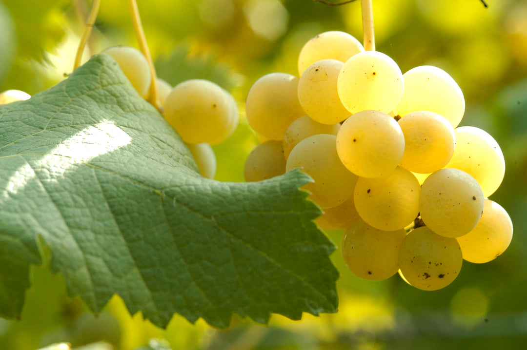 Weiße Trebbiano und Sauvignon Traube, die für den weißen Balsamico verwendet wird.