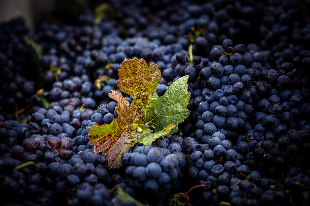 Rote Lambrusco Traube wird gereinigt und von Blättern und Stielen befreit, bevor sie zu Most verarbeitet wird.