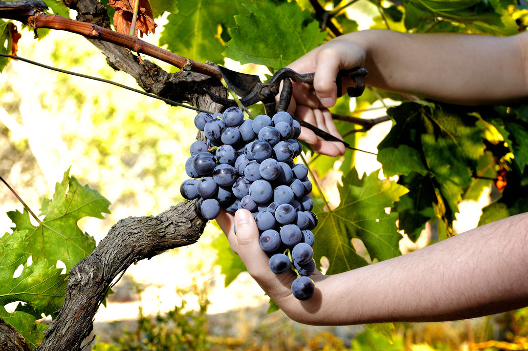 Eine Person erntet die rote Lambrusco Traube.