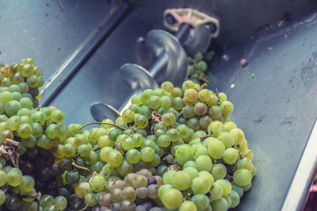 Weiße Trebiano Traube wird gereinigt und von Blättern und Stielen befreit, bevor sie zu Most verarbeitet wird.