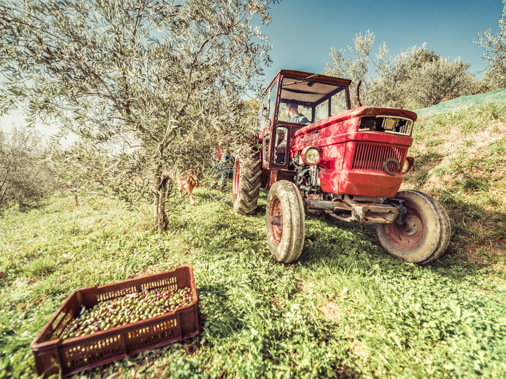 Roter, alter Traktor, der bei der Olivenernte im November durch die familiengeführten, traditionellen Olivenhaine in Italien fährt