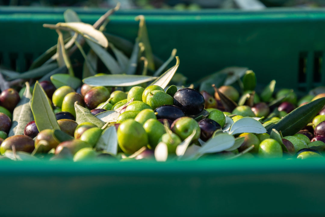 Innerhalb weniger Stunden nach der Ernte werden die frischen Oliven in gut durchlüfteten Kisten direkt zur Ölmühle transportiert