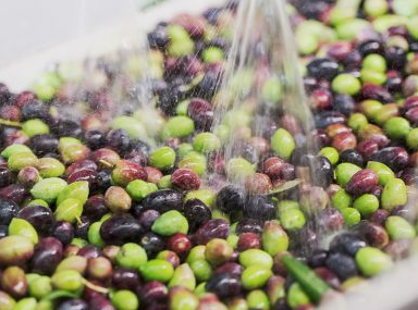 Im ersten Produktionsschtitt für Extra Vergine Olivenöl Olivenöl werden die Oliven sorgfältig gewaschen, von Olivenblättern befreit und getrocknet
